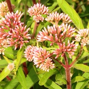 Eupatorium cannabinum L. subsp. cannabinum (Eupatoire à feuilles de chanvre)