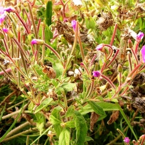 Photographie n°223030 du taxon Epilobium hirsutum L.