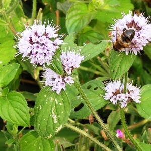 Photographie n°223047 du taxon Mentha aquatica L.