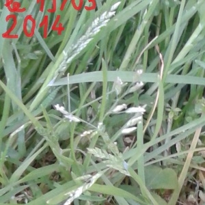 Photographie n°223055 du taxon Ray-grass anglais
