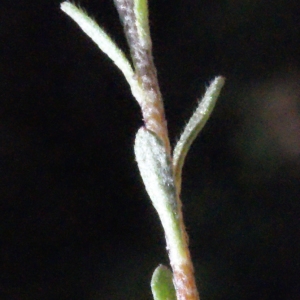 Photographie n°223087 du taxon Alyssum alyssoides (L.) L. [1759]