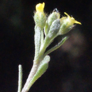 Photographie n°223088 du taxon Alyssum alyssoides (L.) L. [1759]