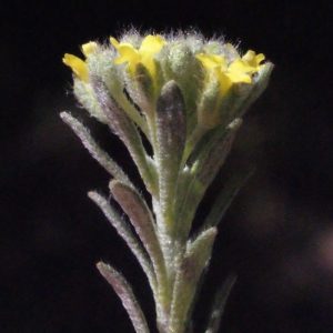 Photographie n°223090 du taxon Alyssum alyssoides (L.) L. [1759]