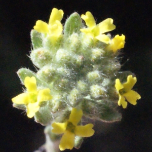 Photographie n°223092 du taxon Alyssum alyssoides (L.) L. [1759]