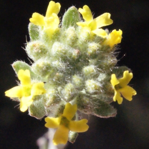 Photographie n°223093 du taxon Alyssum alyssoides (L.) L. [1759]