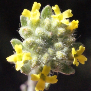 Photographie n°223094 du taxon Alyssum alyssoides (L.) L. [1759]