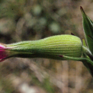 Photographie n°223106 du taxon Silene conica L.