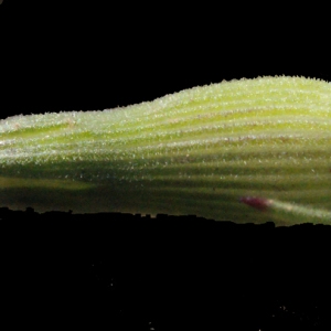 Photographie n°223107 du taxon Silene conica L.