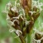  Emmanuel Stratmains - Carex caryophyllea Latourr. [1785]