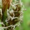  Emmanuel Stratmains - Carex caryophyllea Latourr. [1785]