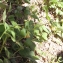  Liliane Roubaudi - Symphytum tuberosum subsp. tuberosum