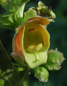 Ans Gorter, le 23 février 2014 (Province de Cadix)