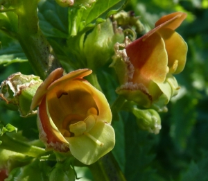 Ans Gorter, le 23 février 2014 (Province de Cadix)