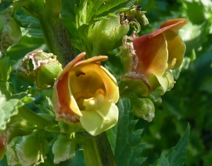 Ans Gorter, le 23 février 2014 (Province de Cadix)