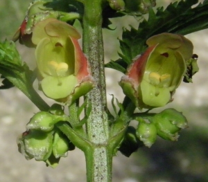 Ans Gorter, le 23 février 2014 (Province de Cadix)