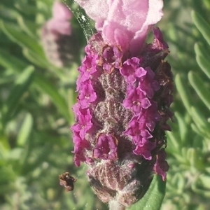 Photographie n°223155 du taxon Lavandula stoechas L. [1753]