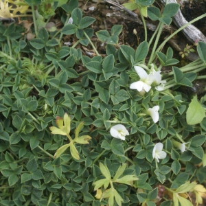 Photographie n°223177 du taxon Trifolium uniflorum L. [1753]