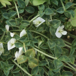 Photographie n°223180 du taxon Trifolium uniflorum L. [1753]