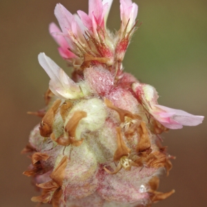 Photographie n°223182 du taxon Trifolium physodes Stev. ex M.Bieb. [1808]