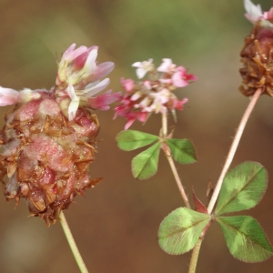 Photographie n°223183 du taxon Trifolium physodes Stev. ex M.Bieb. [1808]