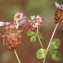  Liliane Roubaudi - Trifolium physodes Stev. ex M.Bieb. [1808]