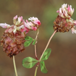 Photographie n°223184 du taxon Trifolium physodes Stev. ex M.Bieb. [1808]