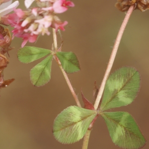 Photographie n°223185 du taxon Trifolium physodes Stev. ex M.Bieb. [1808]