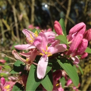 Photographie n°223198 du taxon Lonicera tatarica L. [1753]