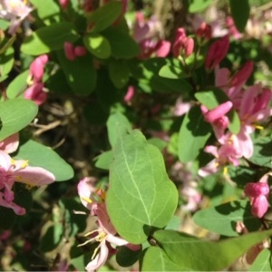 Photographie n°223199 du taxon Lonicera tatarica L. [1753]