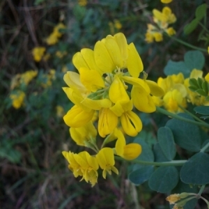 Photographie n°223211 du taxon Coronilla valentina L. [1753]