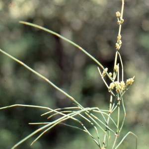 Photographie n°223229 du taxon Ephedra distachya L. [1753]