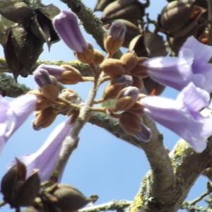 Photographie n°223238 du taxon Paulownia tomentosa (Thunb.) Steud. [1841]