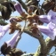  Jean-Claude Echardour - Paulownia tomentosa (Thunb.) Steud. [1841]