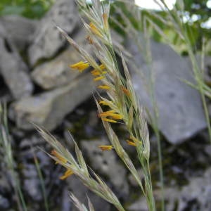 Photographie n°223240 du taxon Bromus arvensis sensu L. [1754]