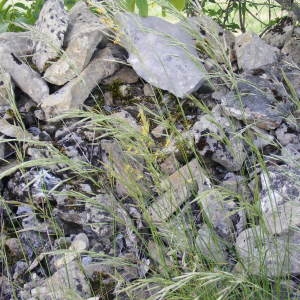 Photographie n°223241 du taxon Bromus arvensis sensu L. [1754]