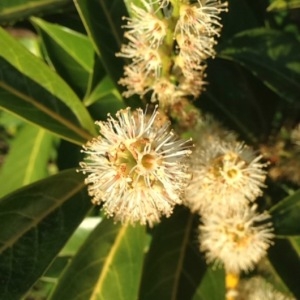 Photographie n°223256 du taxon Prunus laurocerasus L. [1753]