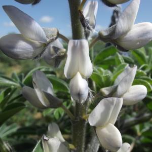 Lupinus albus L. subsp. albus (Lupin blanc)