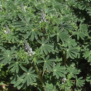 Photographie n°223260 du taxon Lupinus albus L.