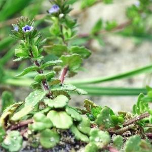 Photographie n°223270 du taxon Veronica arvensis L. [1753]