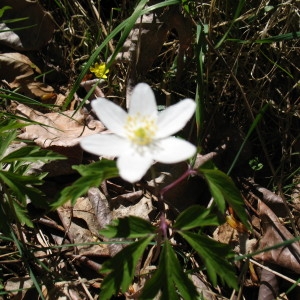 Photographie n°223282 du taxon Anemone nemorosa L. [1753]