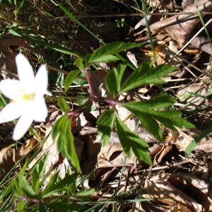 Photographie n°223283 du taxon Anemone nemorosa L. [1753]