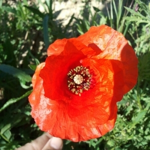 Photographie n°223289 du taxon Papaver rhoeas L. [1753]