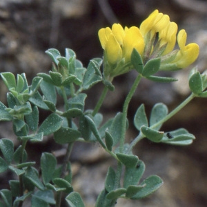 Photographie n°223298 du taxon Lotus cytisoides L. [1753]