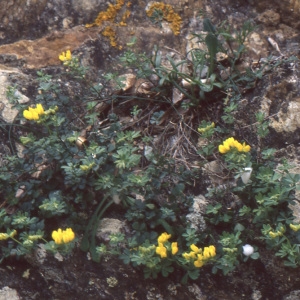 Photographie n°223300 du taxon Lotus cytisoides L. [1753]