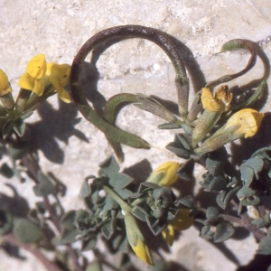 Lotus drepanocarpus Durieu (Lotier à fruits en crochets)