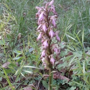 Photographie n°223310 du taxon Himantoglossum robertianum (Loisel.) P.Delforge [1999]