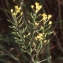  Liliane Roubaudi - Rorippa pyrenaica (All.) Rchb. [1838]