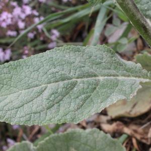 Photographie n°223320 du taxon Verbascum boerhavii L.