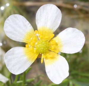 Marie  Portas, le  4 avril 2014 (Gigean (La Gardiole))