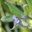  Marie  Portas - Asperugo procumbens L.